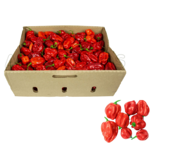 Scotch Bonnet Rodo – 2.5Kg