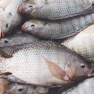 Tilapia Fish – 2kg
