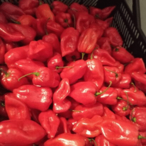 Scotch Bonnet Rodo – 1.25Kg