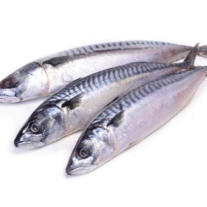 Mackerel (Titus) Fish – 20kg