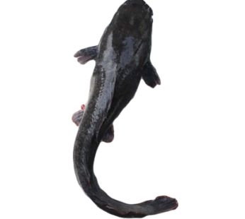 Cat Fish – 5Kg