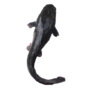 Cat Fish – 5Kg